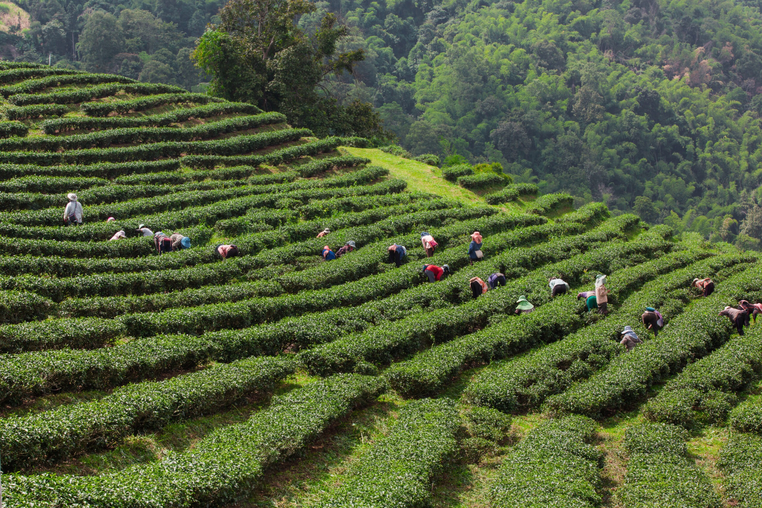 🏞️ Munnar Tea Gardens