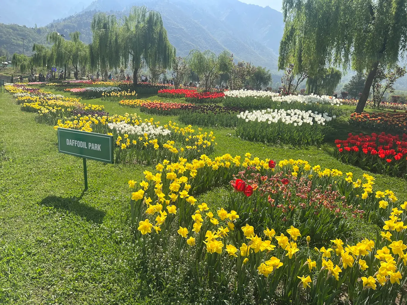 Jammu and Kashmir 6 Tulip Garden
