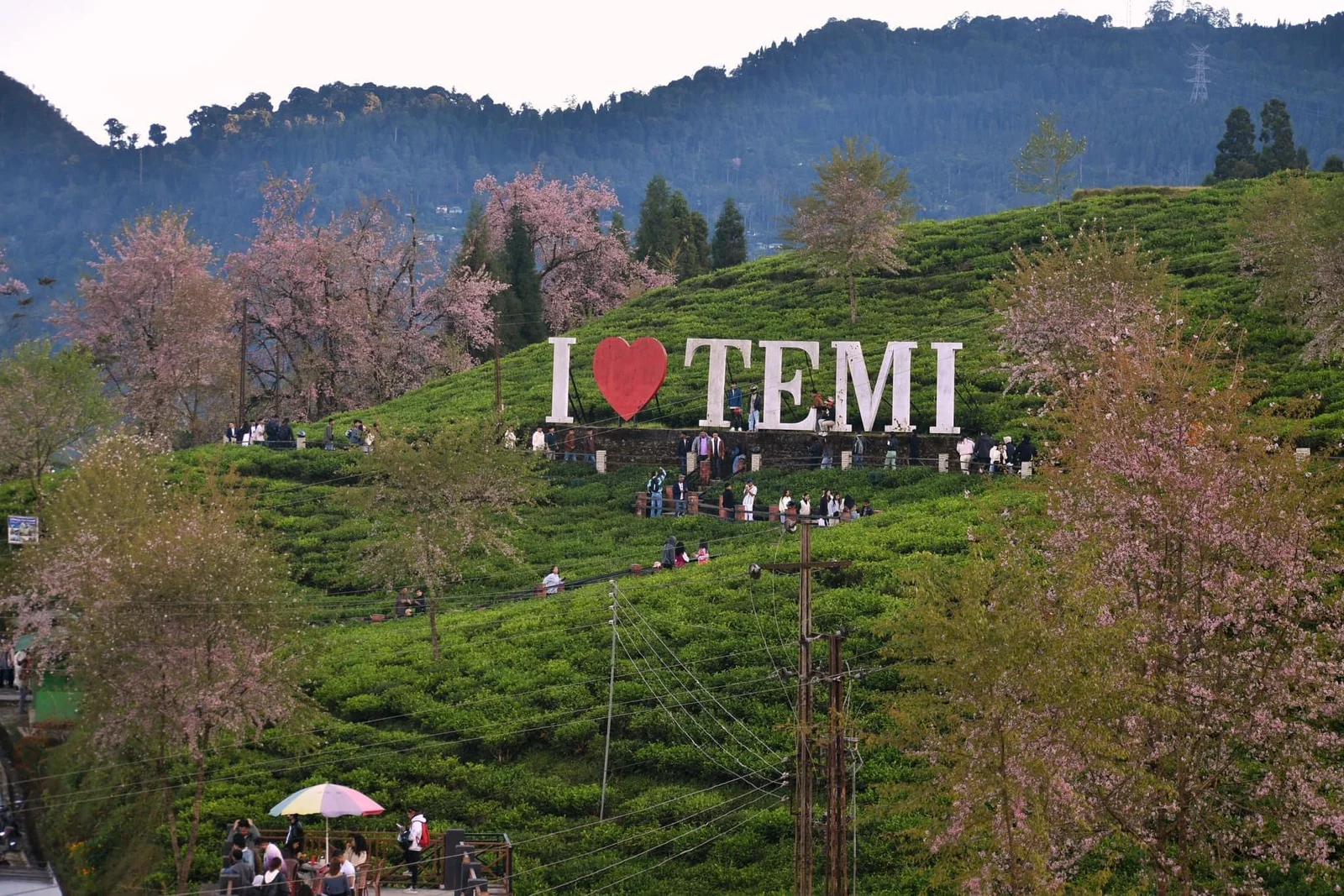 Sikkim 6 Temi Tea Garden